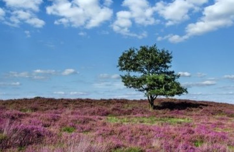 Brunssummerheide